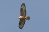 Long-legged Buzzard (Buteo rufinus) - Romania