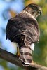 Epervier de Cooper (Accipiter cooperii) - Canada