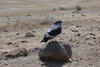 Augur Buzzard (Buteo augur) - Tanzania