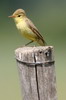 Melodious Warbler (Hippolais polyglotta) - France