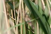 Common Reed-warbler (Acrocephalus scirpaceus) - France