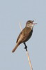 Great Reed-warbler (Acrocephalus arundinaceus) - Romania