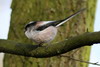 Msange  longue queue (Aegithalos caudatus) - France