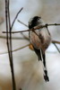 Msange  longue queue (Aegithalos caudatus) - France