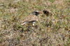 Madagascar Lark (Eremopterix hova) - Madagascar