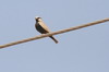 Ashy-crowned Sparrow-lark (Eremopterix griseus) - India