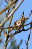 Woodlark (Lullula arborea) - France