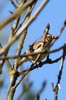 Alouette lulu (Lullula arborea) - France