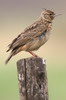 Thekla's Lark (Galerida theklae) - Ethiopia