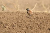 Chestnut-backed Sparrow-lark (Eremopterix leucotis) - Ethiopia