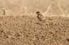 Moinelette  oreillons blancs (Eremopterix leucotis) - Ethiopie