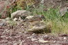 Blanford's Lark (Calandrella blanfordi) - Ethiopia