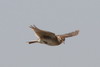 Eurasian Skylark (Alauda arvensis) - France