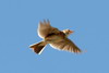 Eurasian Skylark (Alauda arvensis) - France