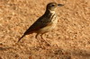 Jerdon's Bushlark (Mirafra affinis) - Sri Lanka