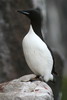 Guillemot de Br�nnich (Uria lomvia) - Spitzberg