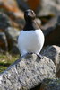 Little Auk (Alle alle) - Spitzberg