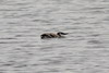 Guillemot de Trol (Uria aalge) - France