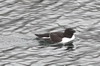 Razorbill (Alca torda) - Norway