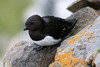 Little Auk (Alle alle) - Spitzberg