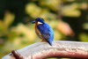 Madagascar Kingfisher (Corythornis vintsioides) - Madagascar