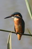 Common Kingfisher (Alcedo atthis) - France