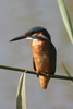 Martin-pcheur d'Europe (Alcedo atthis) - France