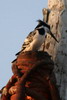 Pied Kingfisher (Ceryle rudis) - Egypt