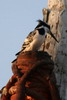 Martin-pcheur pie (Ceryle rudis) - Egypte