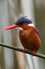 Malachite Kingfisher (Corythornis cristatus) - Ethiopia