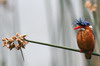 Malachite Kingfisher (Corythornis cristatus) - Ethiopia