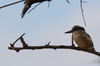 Striped Kingfisher (Halcyon chelicuti) - Ethiopia