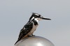 Pied Kingfisher (Ceryle rudis) - Ethiopia