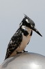 Martin-pcheur pie (Ceryle rudis) - Ethiopie