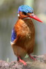 Martin-pêcheur huppé (Corythornis cristatus) - Ethiopie