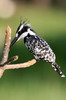 Pied Kingfisher (Ceryle rudis) - Ethiopia