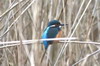 Common Kingfisher (Alcedo atthis) - France