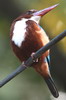 White-breasted Kingfisher (Halcyon smyrnensis) - Sri Lanka