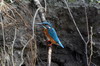Common Kingfisher (Alcedo atthis) - Romania
