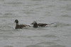 Long-tailed Duck (Clangula hyemalis) - Spitzberg