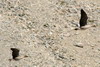 Oie à bec court (Anser brachyrhynchus) - Spitzberg