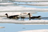 Pink-footed Goose (Anser brachyrhynchus) - Spitzberg