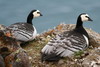 Bernache nonnette (Branta leucopsis) - Spitzberg