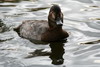 Common Pochard (Aythya ferina) - France