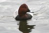 Common Pochard (Aythya ferina) - France