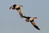 Greylag Goose (Anser anser) - France
