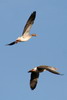 Greylag Goose (Anser anser) - France