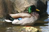 Canard colvert (Anas platyrhynchos) - France