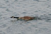 Canada Goose (Branta canadensis) - France