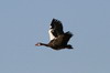 Spur-winged Goose (Plectropterus gambensis) - Botswana